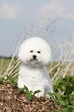 BICHON FRISE 182